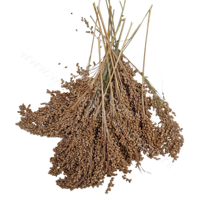 Whoopie Rode Pluimgierst