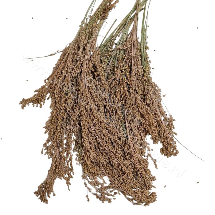 Whoopie Groene Pluimgierst