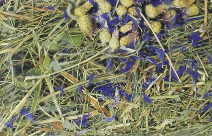 BARN-I Barn-I Kruidenhooi Korenbloem (blauw)