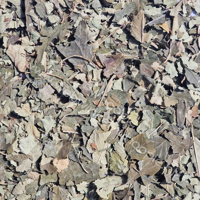 Whoopie Pruimenboombladeren (OP=OP)