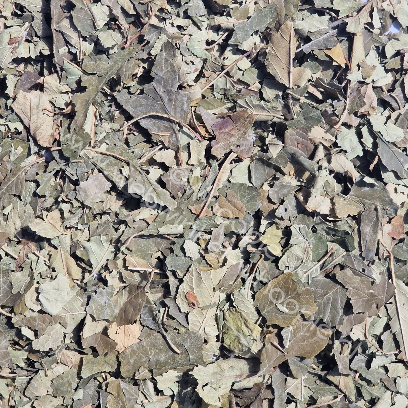 Whoopie Pruimenboombladeren (OP=OP)