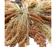 Whoopie’s Plantjespluk – Stel je eigen Oogst samen