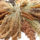 Whoopie’s Plantjespluk – Stel je eigen Oogst samen