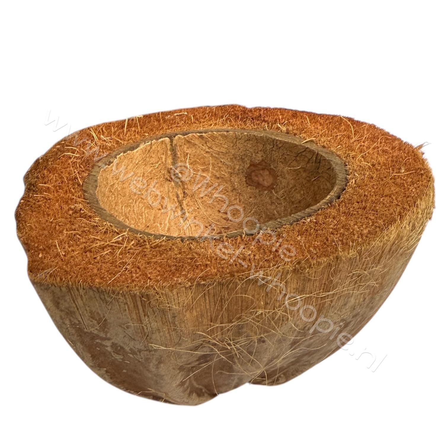 Afmetingen : 11 - 14 cm