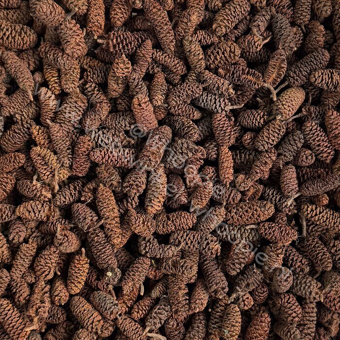 Whoopie Whoopie’s Mix & Forage – Alder Cones (Elskegeltjes)