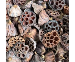 Whoopie Whoopie’s Mix & Forage – Lotus Kelk