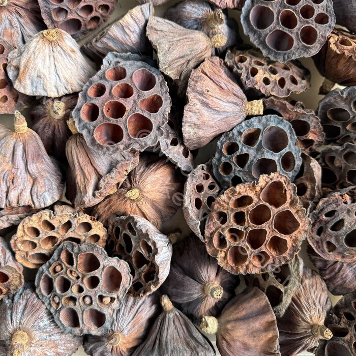 Whoopie Whoopie’s Mix & Forage – Lotus Kelk