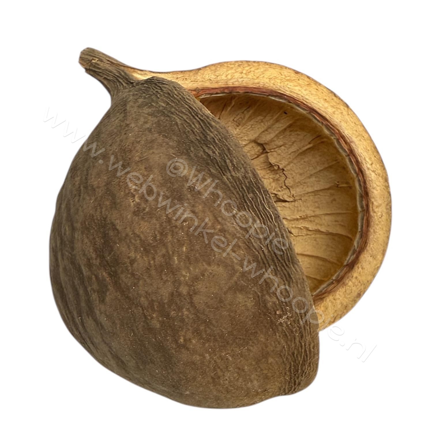 Afmetingen : 8 - 12 cm