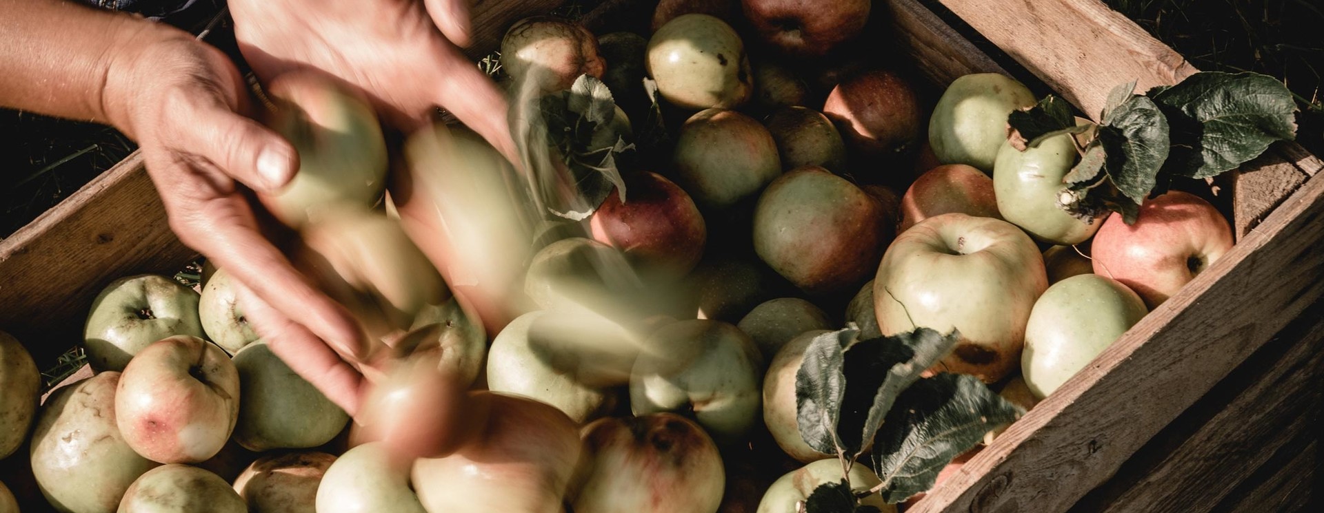 DAS BESTE VOM APFEL