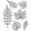 Tim Holtz Tim Holtz Cling Stamp Pressed Foliage