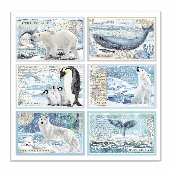 Stamperia Stamperia Paper 12x12'' Arctic Antarctic Cards