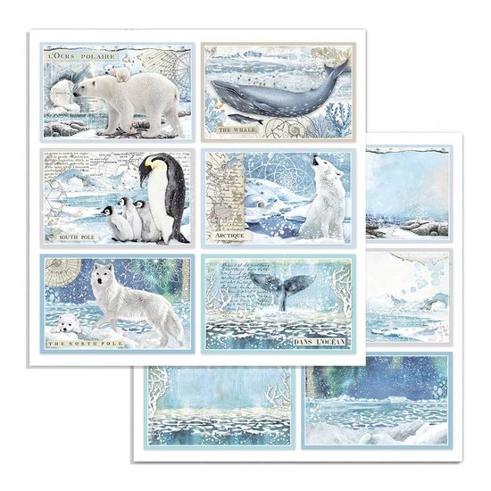 Stamperia Stamperia Paper 12x12'' Arctic Antarctic Cards