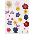 Creotime Nature Look Droogbloemen & Bladeren Roze/Paars/Geel/Blauw