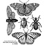 Tim Holtz Tim Holtz Cling Stamp Specimen Bugs and Butterfly's