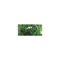 Rayher Glazen facetkralen, Iriserend 6 mm Doosje 50 st. Smaragd