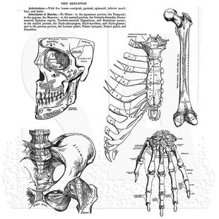 Tim Holtz Cling Stamp Anatomy Chart