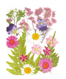 Droogbloemen Dry pressed flowers, Light Pink