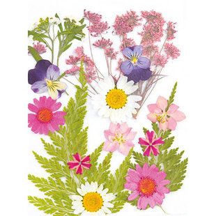 Droogbloemen Dry pressed flowers Light Pink - Verpakking 13x18cm.