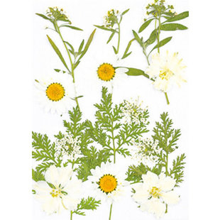 Droogbloemen Dry pressed flowers White