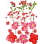 Stafil SpA Droogbloemen Dry pressed flowers Red - Verpakking 13x18cm.