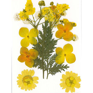Droogbloemen Dry pressed flowers Yellow - Verpakking 10x7cm.