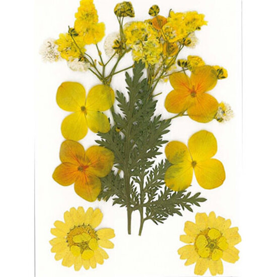 Stafil SpA Droogbloemen Dry pressed flowers Yellow - Verpakking 10x7cm.