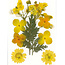 Stafil SpA Droogbloemen Dry pressed flowers Yellow - Verpakking 10x7cm.