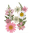 Stafil SpA Droogbloemen Dry pressed flowers Licht Pink - Verpakking 10x7cm.