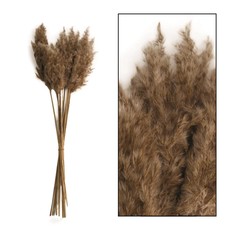 Dijk Natural Collection Wild Reed Plume Naturel