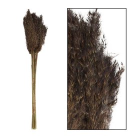 Dijk Natural Collection Wild Reed Plume Black