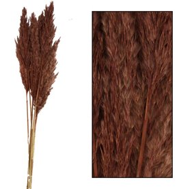 Dijk Natural Collection Reed Plume Brown