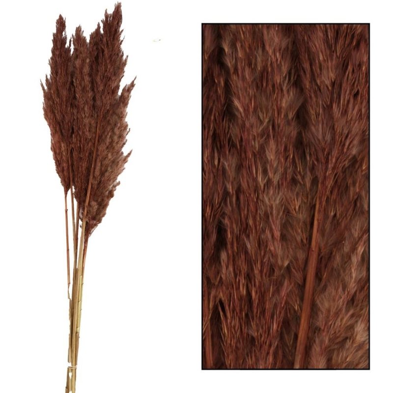 Dijk Natural Collection Reed Plume Brown