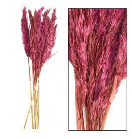 Dijk Natural Collection Reed Plume Bordeaux