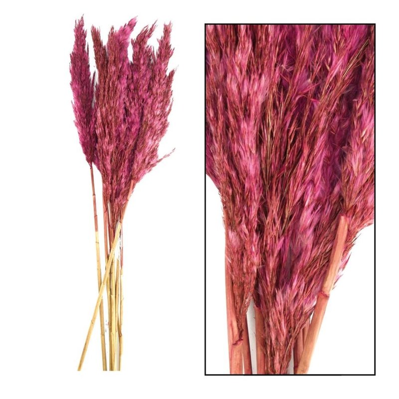 Dijk Natural Collection Reed Plume Bordeaux