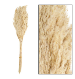 Dijk Natural Collection Wild Reed Plumes Gebleicht