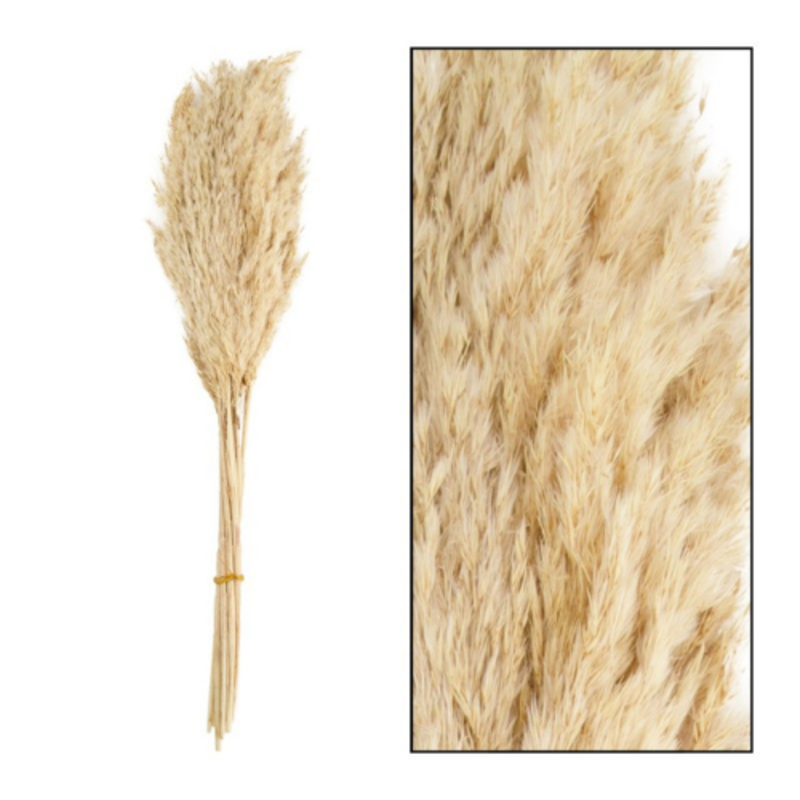 Dijk Natural Collection Wild Reed Plumes Bleached