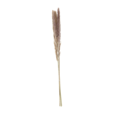 Dijk Natural Collection Pampas Grass Fluffy Natural