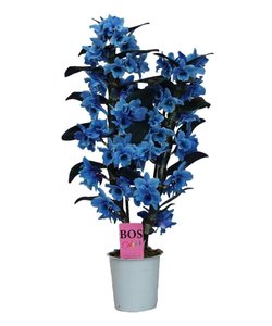 Dendrobium Nobilé - ''Blau'' 2-zweigig - bemalt