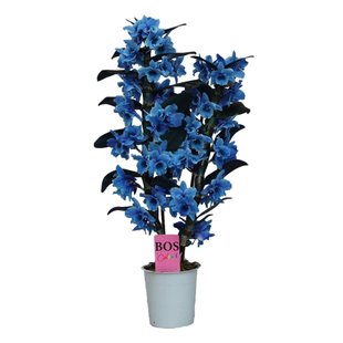 Dendrobium Nobilé - ''Blau'' 2-zweigig - bemalt