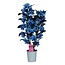 Dendrobium Dendrobium Nobilé - ''Blau'' 2-zweigig - bemalt