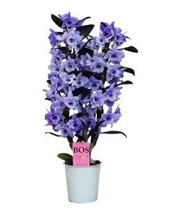 Dendrobium Nobilé - '' Purple '' 2-stems - painted