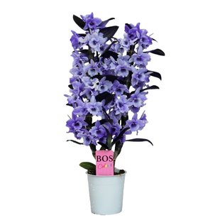 Dendrobium Nobilé - '' Purple '' 2-stems - painted