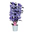 Dendrobium Dendrobium Nobilé - '' Púrpura '' 2 tallos - pintado