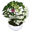 Dendrobium Dubbele Boog