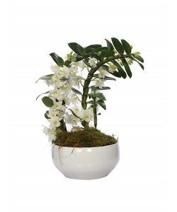 Dendrobium Nobilé specialboomerang - to planter