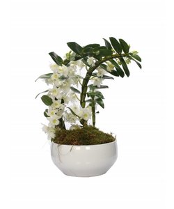 Dendrobium Nobilé speciale boemerang - twee planten