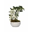 Dendrobium Dendrobium Nobilé specialboomerang - to planter