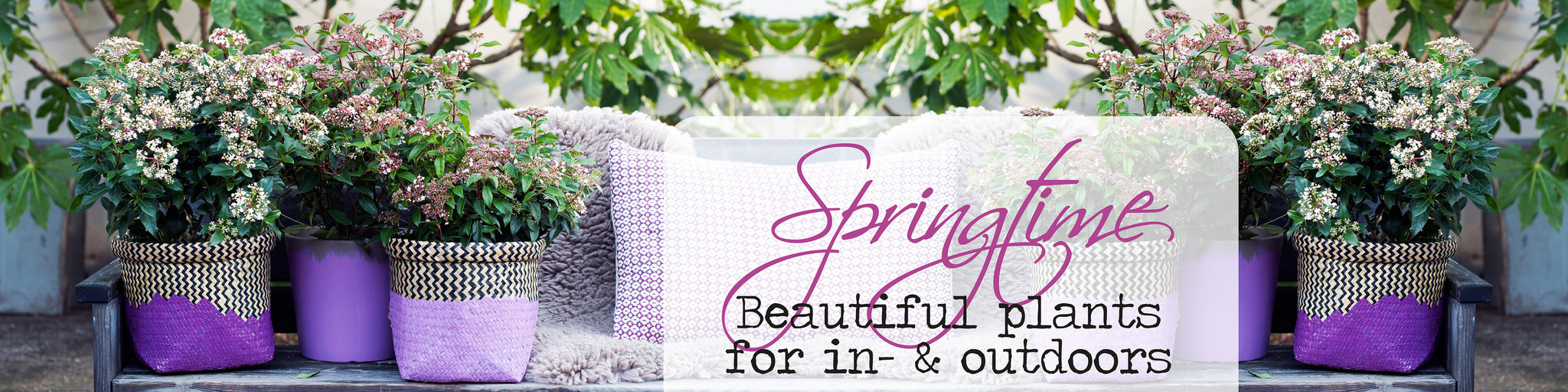 Buy best quality plants online! FloraStore