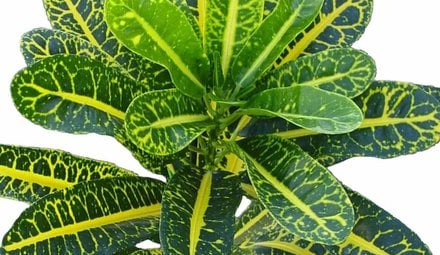 Croton