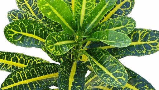 Croton Información y consejos - Guía de plantas